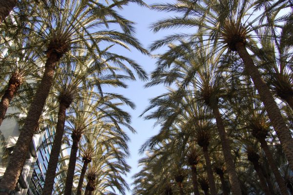 anaheim