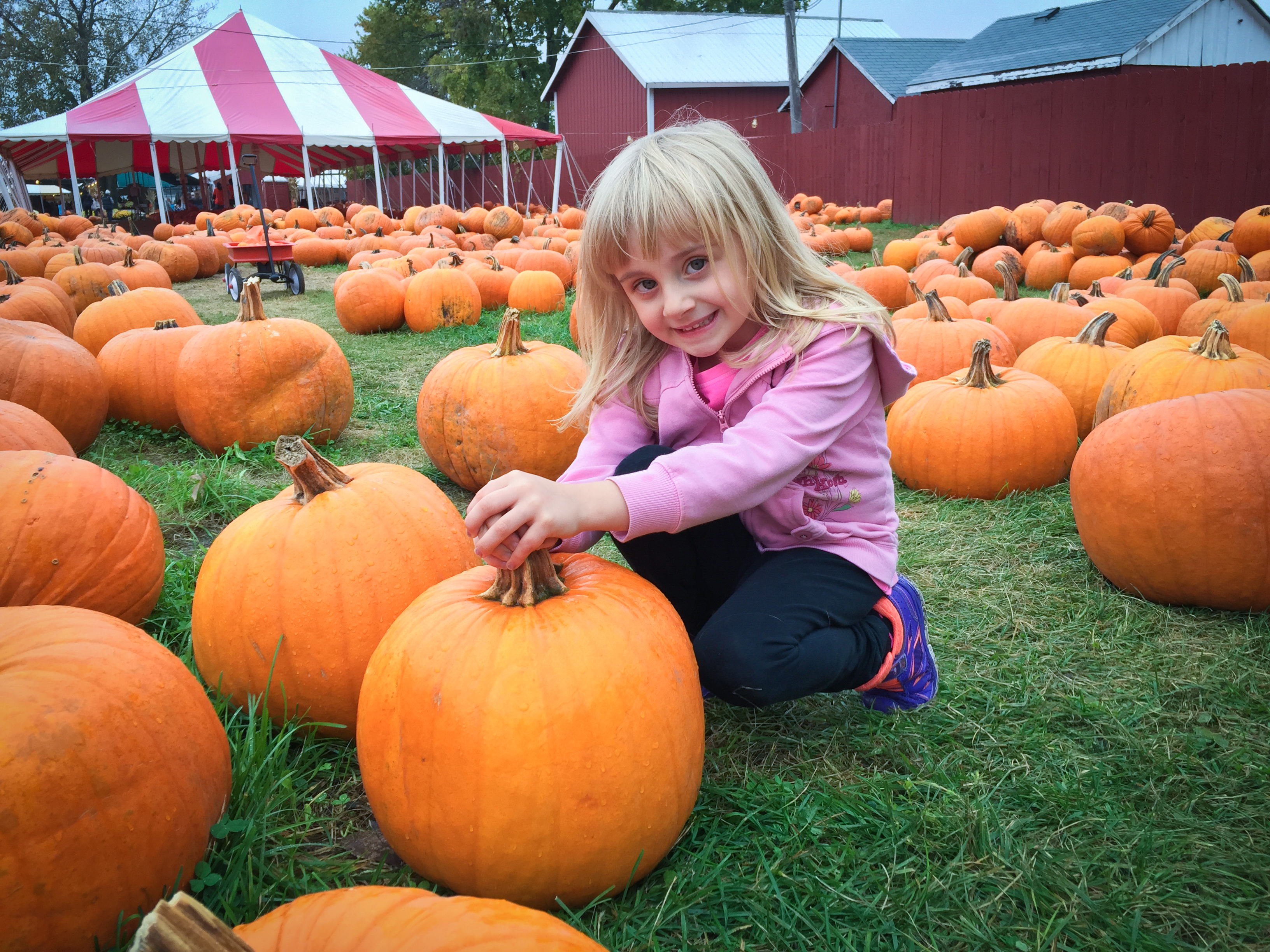 Pumpkin Picking 2014